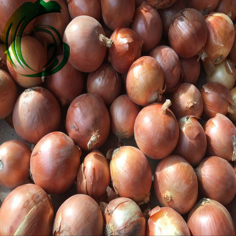大量供应出口日本级别洋葱 新鲜优质 绿色蔬菜