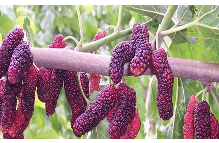 果树苗桑树苗 桑椹树苗 果桑之王-台湾四季长果桑苗 桑葚树苗包邮