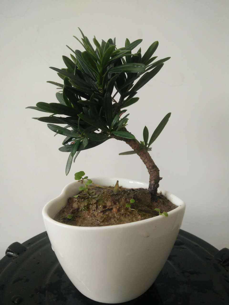 小叶罗汉松微型盆景小叶罗汉松掌上盆景小叶罗汉松苗