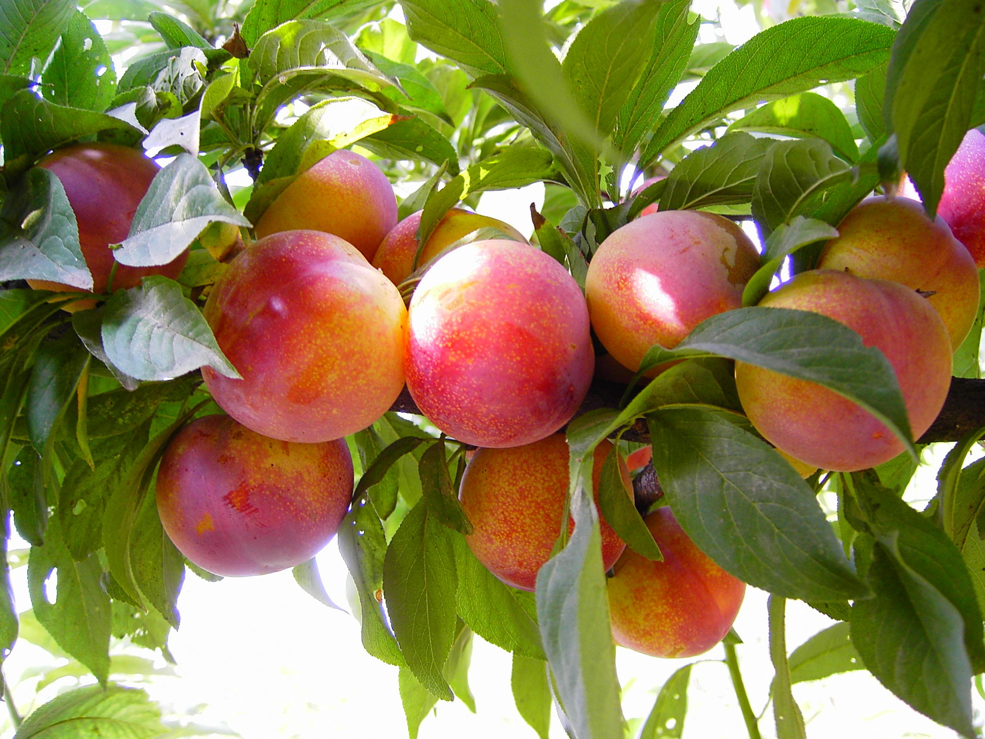果树为什么要重视施用有机肥料