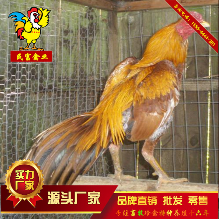 如果回家养殖华体会- 华体会体育官网- 华体会体育APP下载养什么最有前景 在农村
