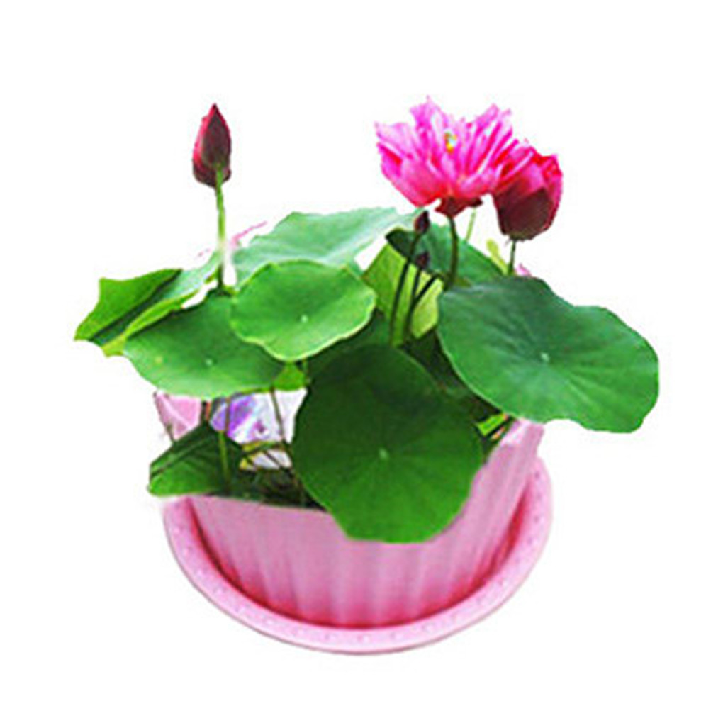 四季碗莲江湖地摊暴利新产品拿货就送广告录音盘子全国包邮