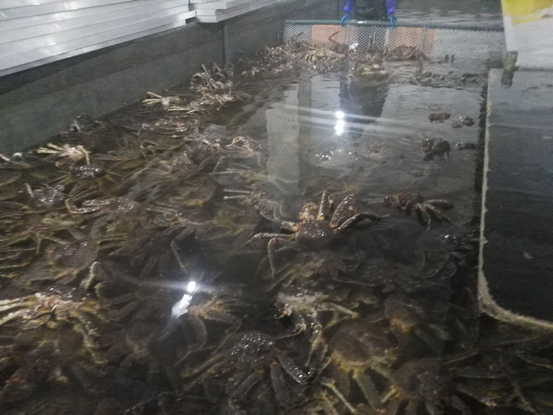 鲜活帝王蟹大螃蟹水产海鲜 智利阿拉斯加帝王蟹 - 养殖批发交易网