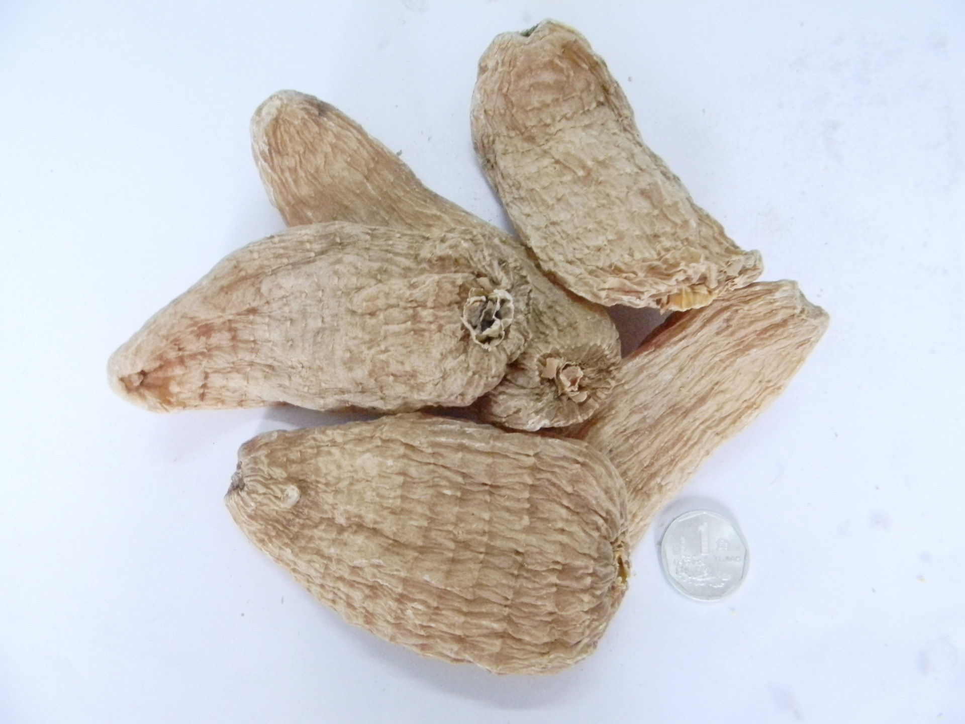 云南昭通小草坝野生天麻 产地直销特级无硫磺天麻6条一斤