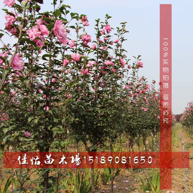 木槿生活官网_木槿生活官网供应商_木槿生活