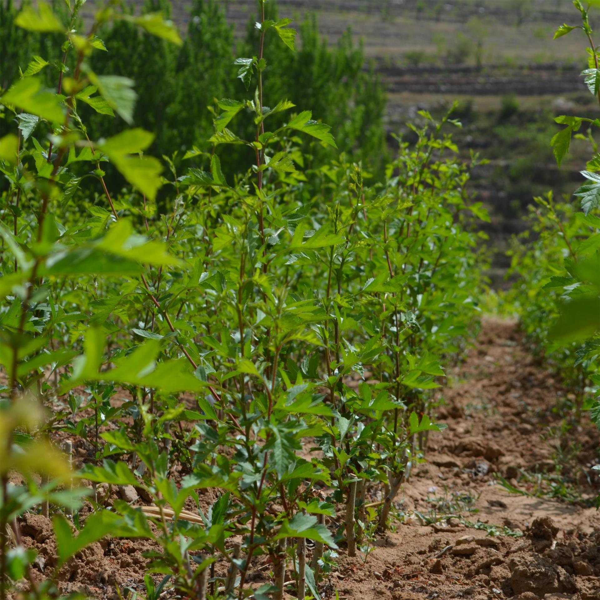 新品种甜红子山楂苗新泰甜山楂苗 山东原产地苗圃直供水果型山楂