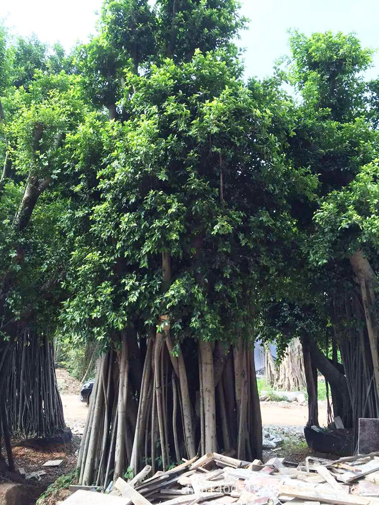 小叶榕报价 造型小叶榕 规格小叶榕 5cm-100cm