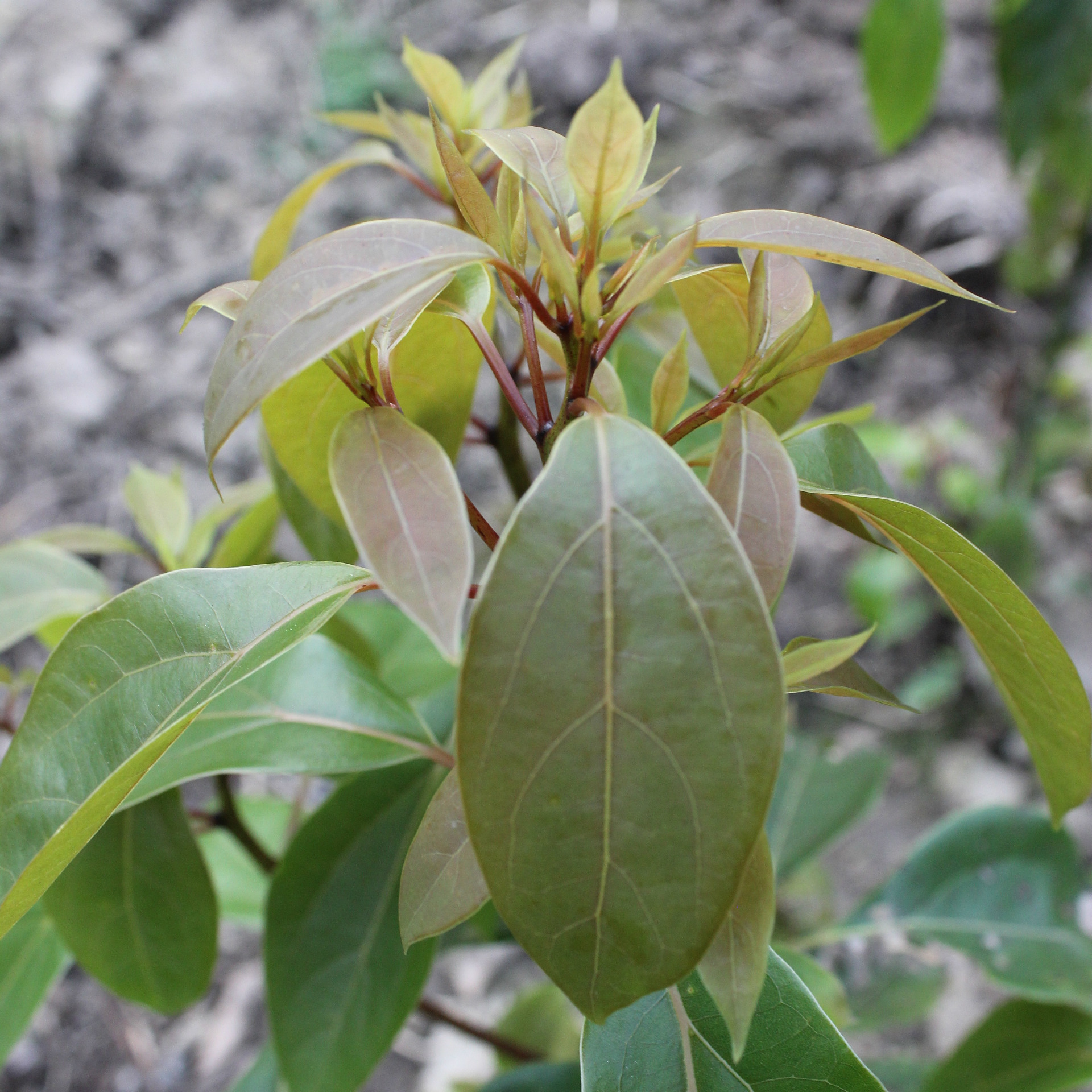 小香樟 香樟树苗批发 香樟 常绿性 樟树绿化