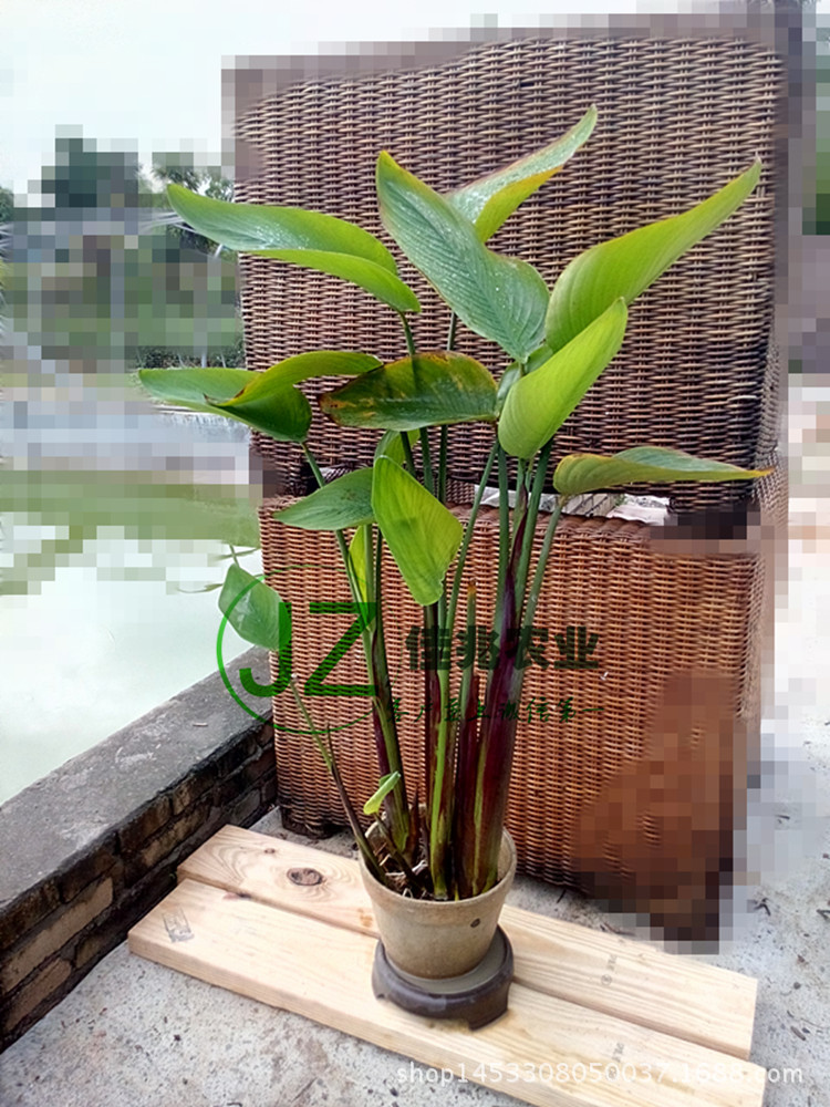 红鞘水竹竽水竹竽再力花水生花卉植物净化水质上品观赏花卉