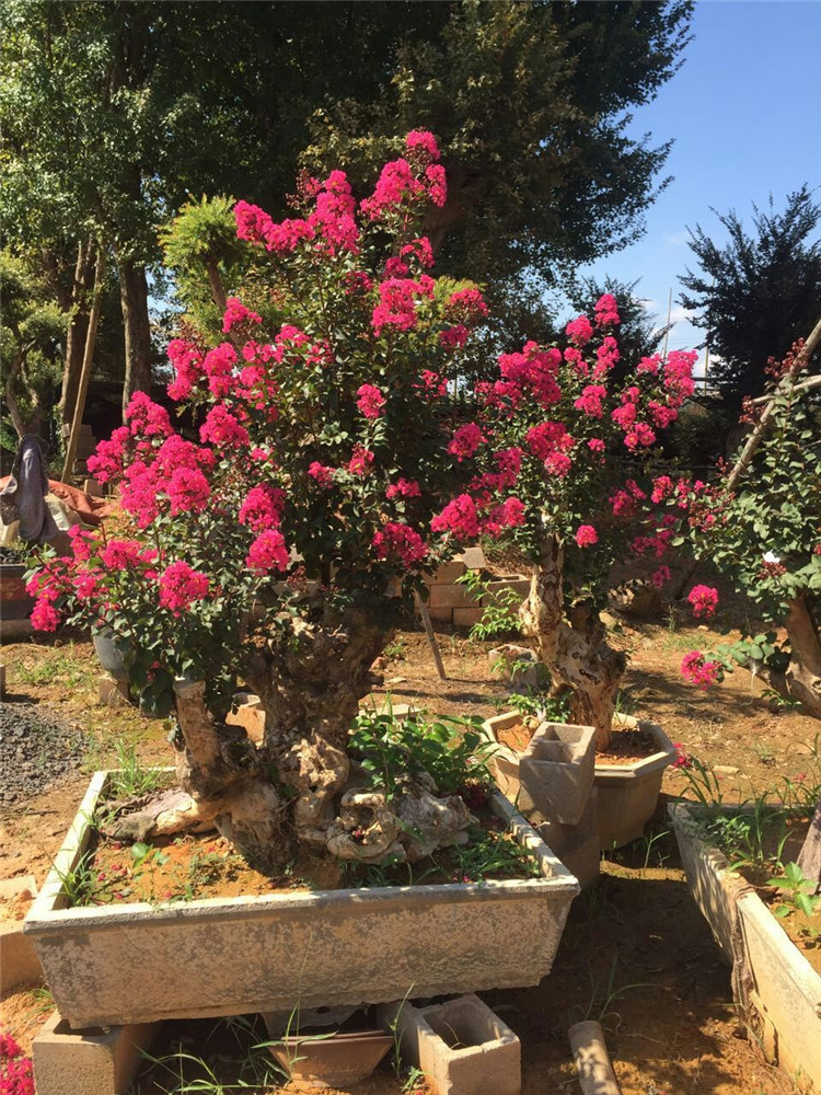 紫薇花树桩 大型古桩紫薇盆景 天鹅绒 红火箭品种红花紫薇2