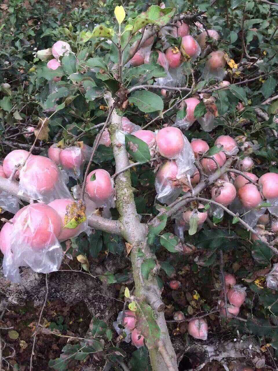 安徽砀山批发苹果新鲜有机水果红富士苹果5斤一件代发多省包邮.