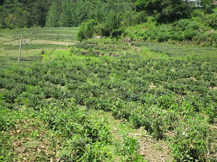 农户2016年新茶正宗霍山黄芽霍山黄芽批发霍山黄