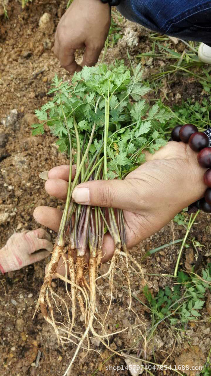 当归苗 中药材当归苗批发 羌活种子 党参种子 黄芪种子 柴.