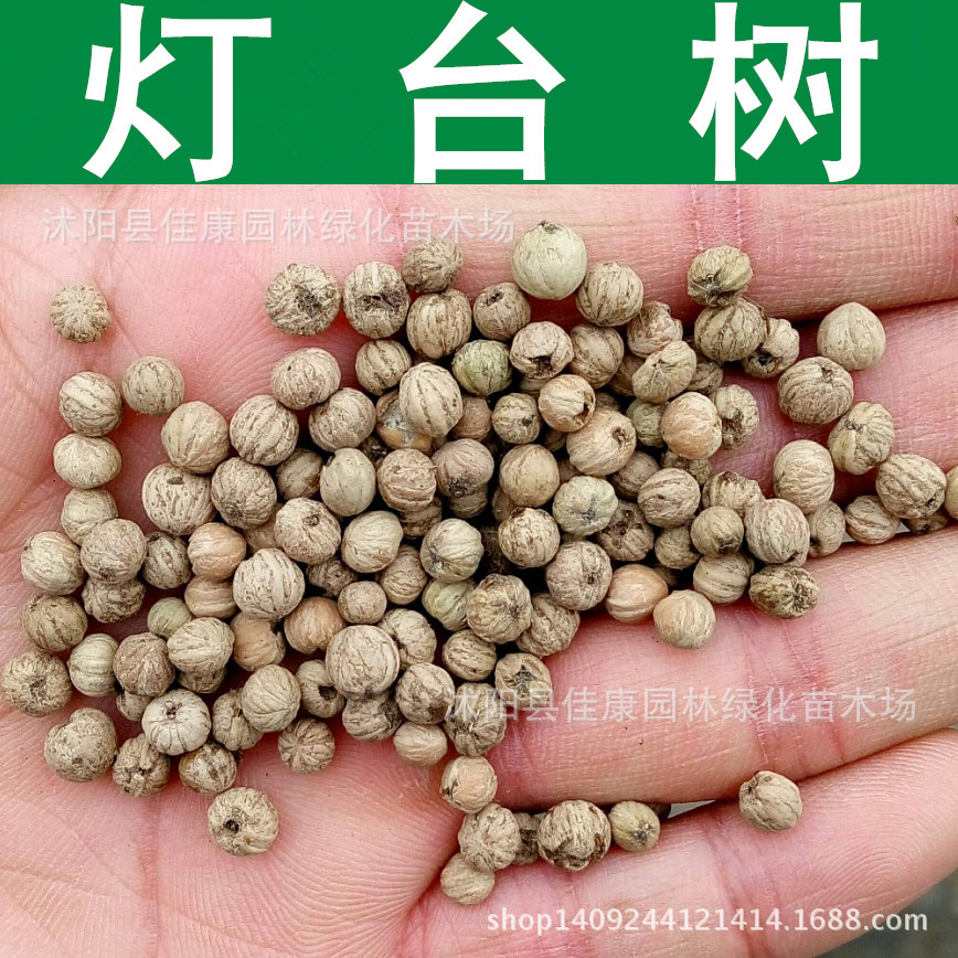 林木种子灯台树种子瑞木种子女儿木六角树种子1件1斤