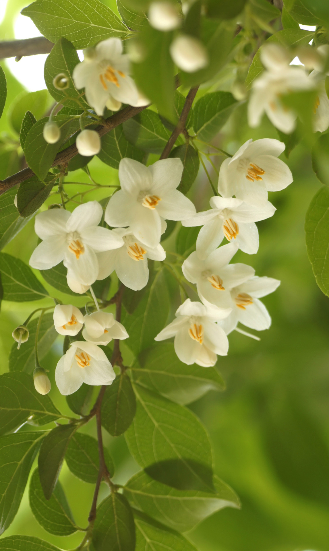 名贵乡土树种-荣成玉玲花2年生苗木根系发达成活率高