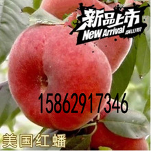 黄金桃价格_今日最新黄金桃价格行情走势