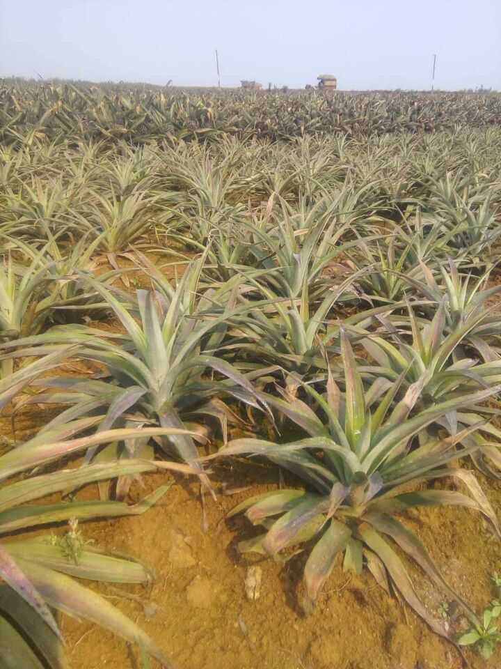 [凤梨苗](地菠萝苗)[热带水果][盆景 绿化] 台农十七号 金钻 进口