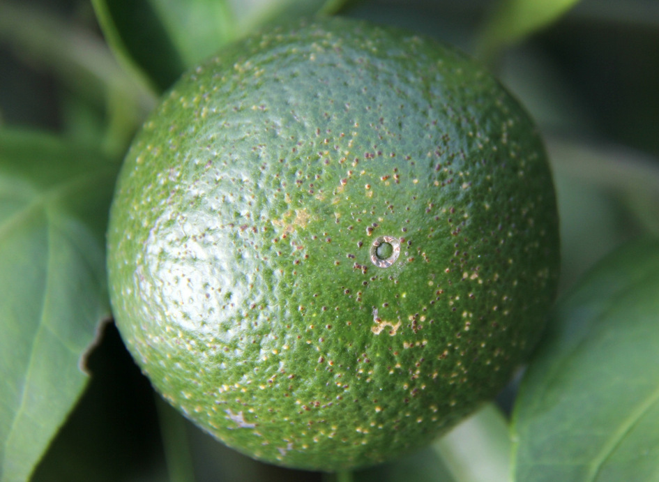 柑橘砂皮病?别慌,教你几招防治砂皮病