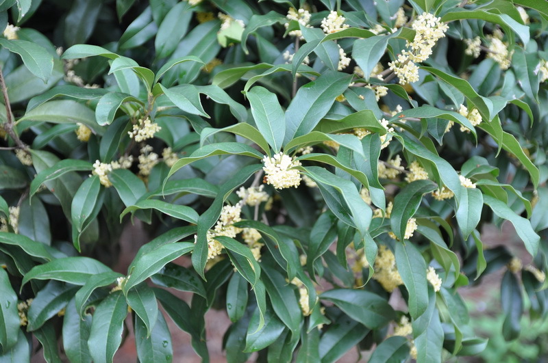 湖南25-30公分桂花树 大桂花树 金桂 八月桂 园林绿化.