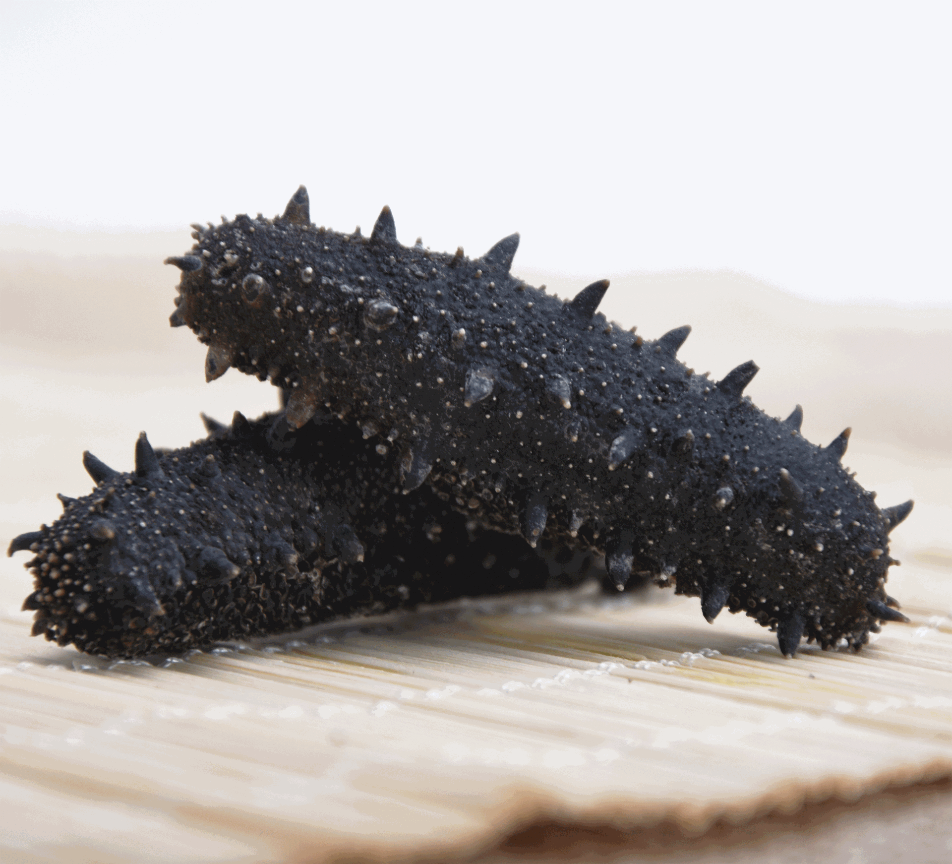 海产品干货海参批发