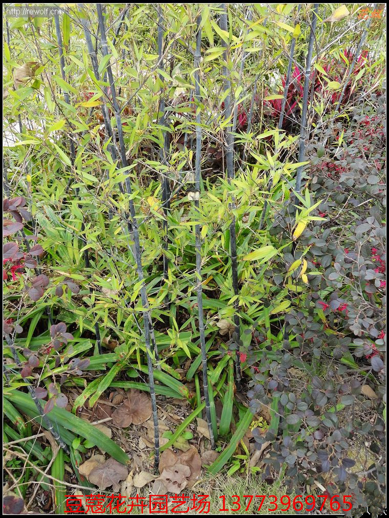 批发:紫竹 紫竹苗 紫竹盆栽 庭院绿化苗 工程苗 量大优惠