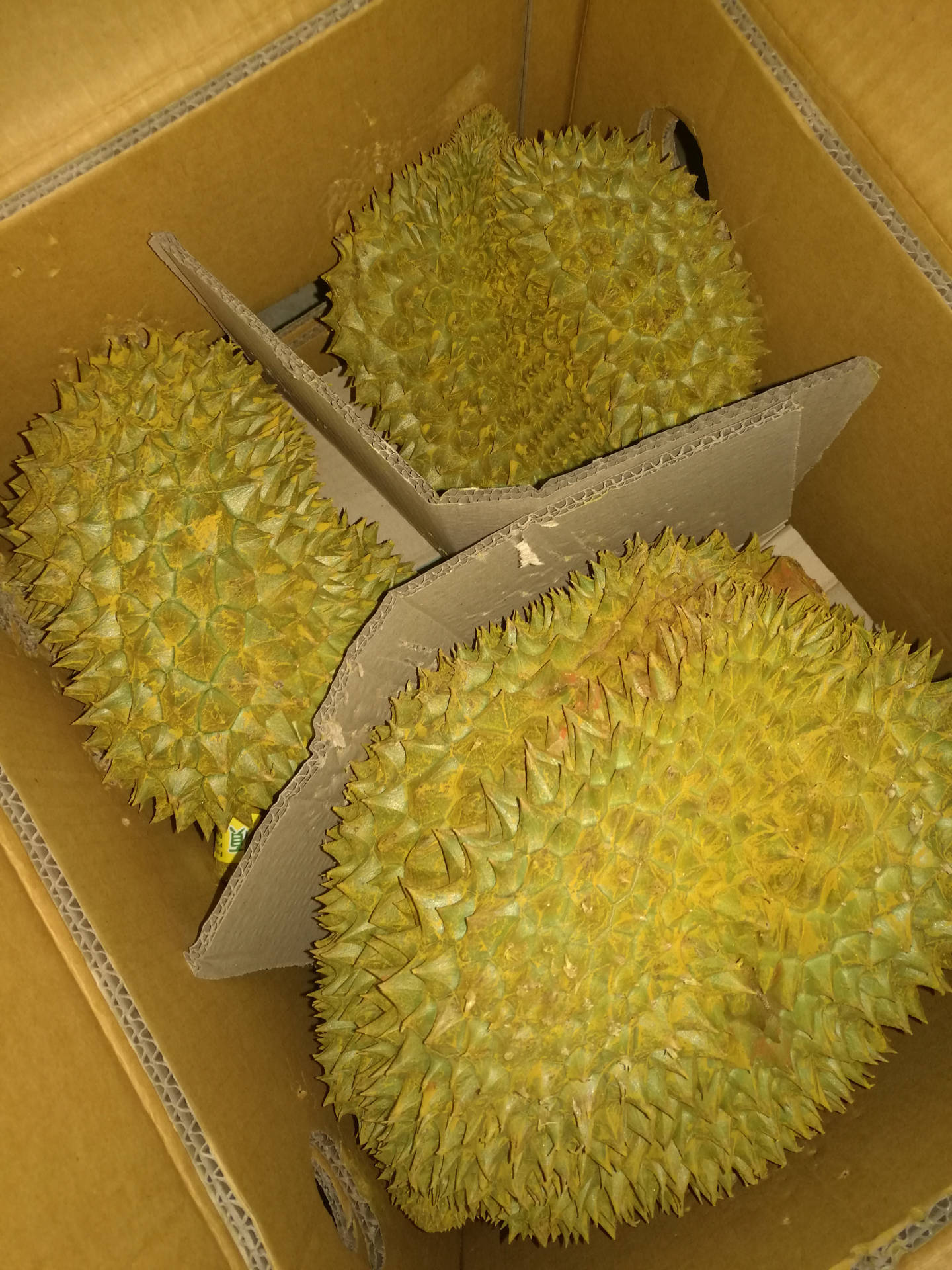 泰国进口正品金枕头榴莲7-8斤包邮批发零售一件代发招代理.