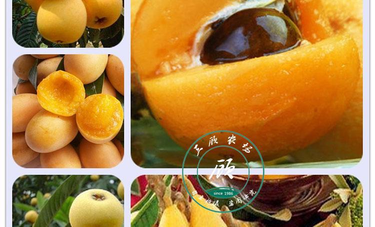 大五星枇杷树苗 白沙 早钟六号大红袍 解放钟嫁接枇杷树苗盆栽