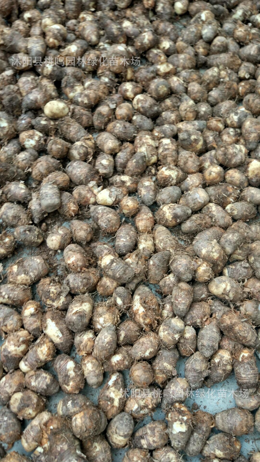 批发药用独角莲白附子丁毒豆旱八角种子野芋种球中药材种子包邮