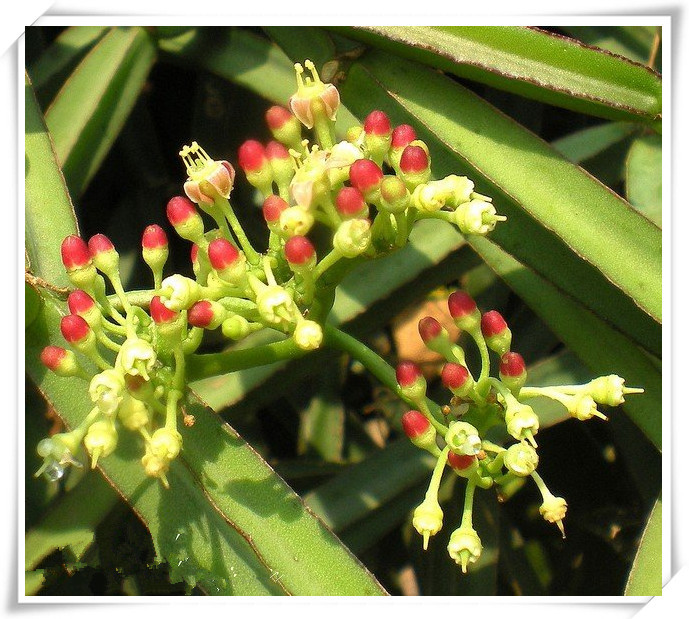 方茎青紫葛提取物