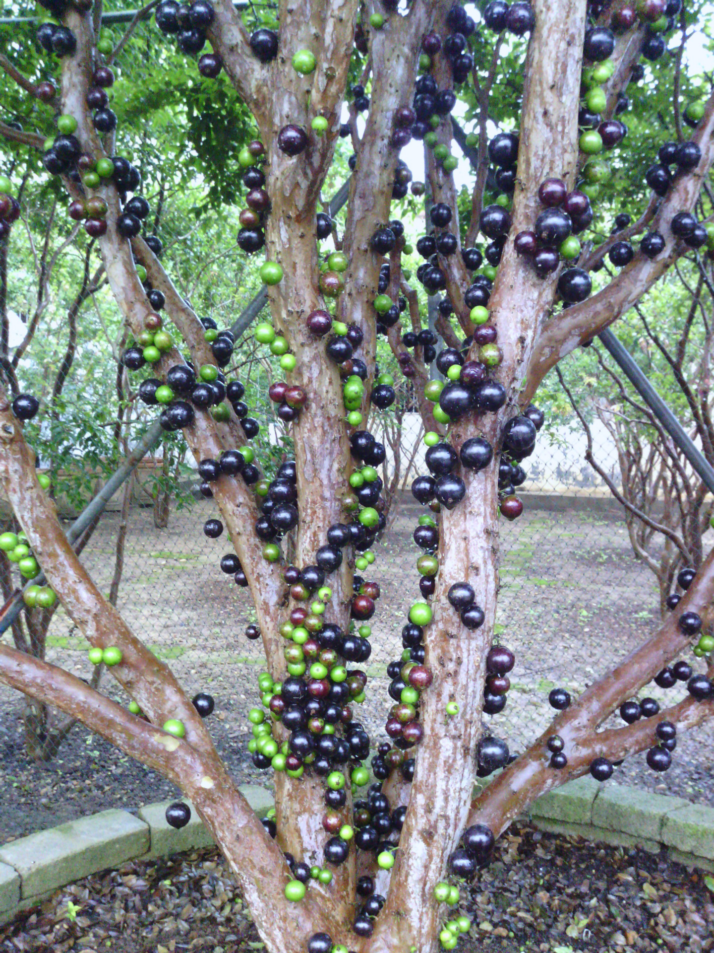 嘉宝果 树葡萄果苗 苗场直供优质品种