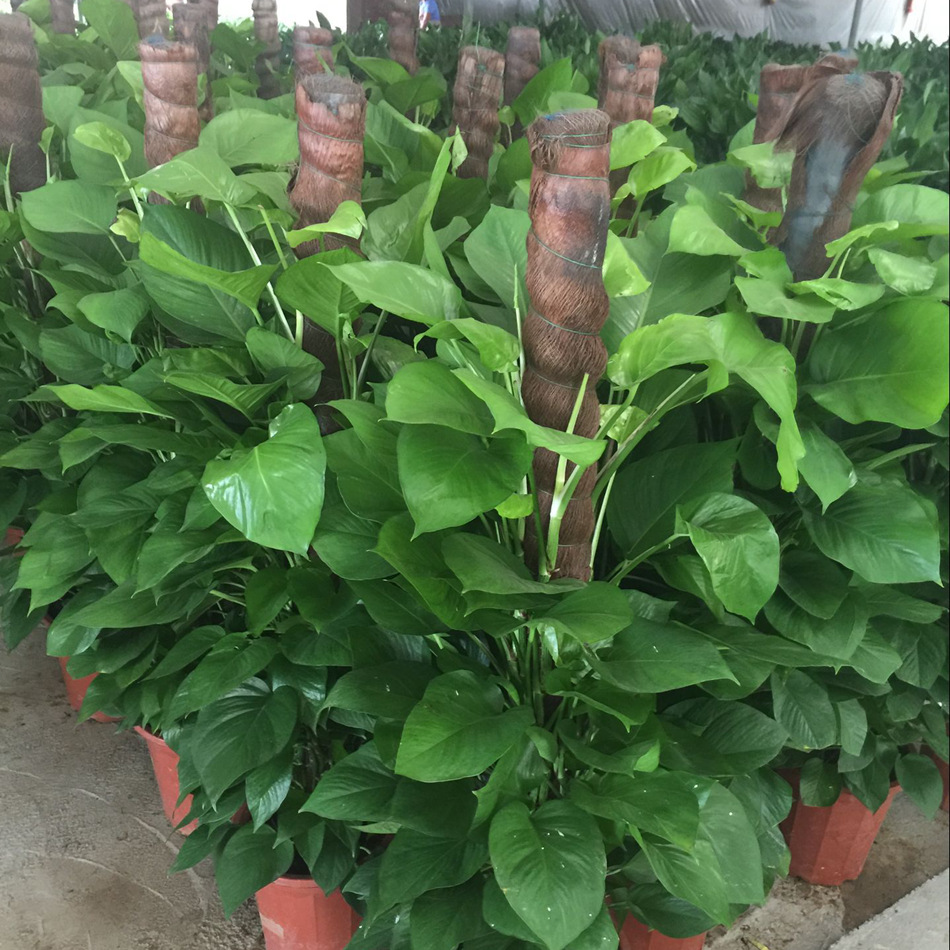 大绿萝吸甲醛盆栽喜阴绿化办公室厕所花卉批发询价