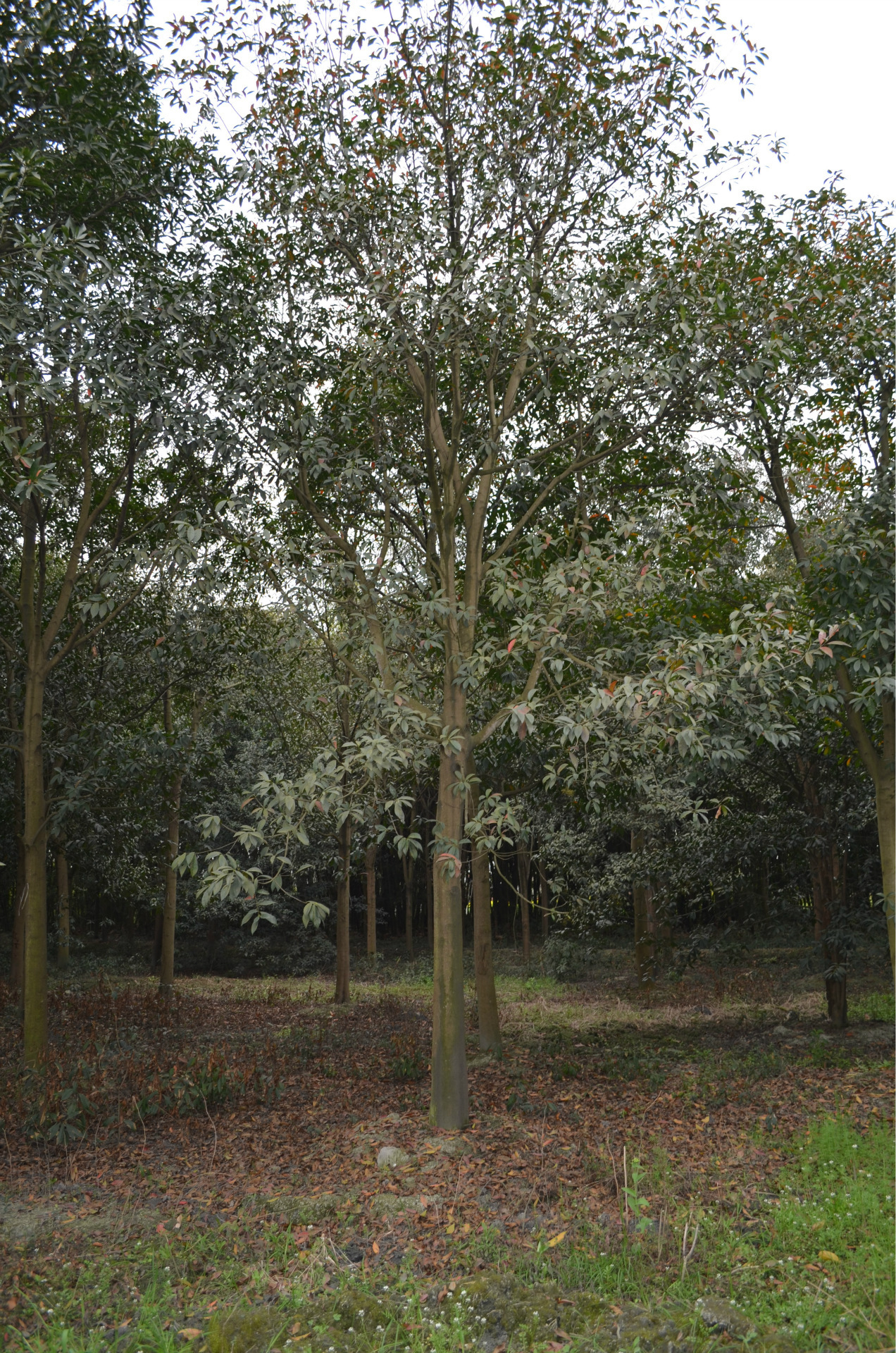 绿茶产业网 绿茶供应 基地批发供应苗木杜英精品杜英树