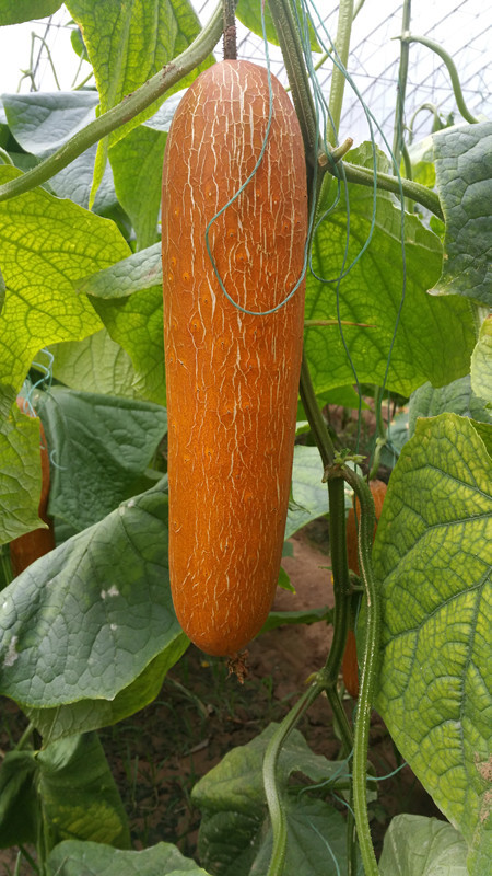 东北老黄瓜种子亚美黄瓜种子