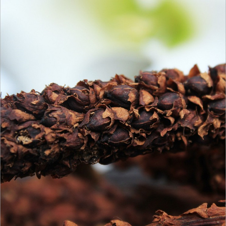 批发供应 草丛蓉 列当 独根草20—22公分 不老草 30根1袋