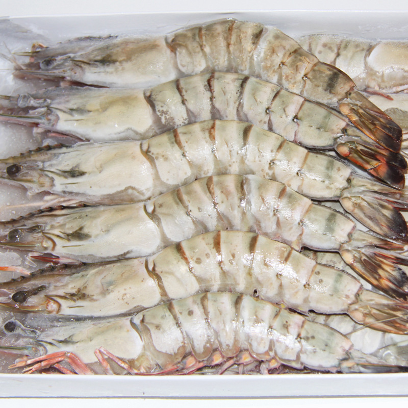 批发冷冻老虎虾 花虎 澳洲虎虾