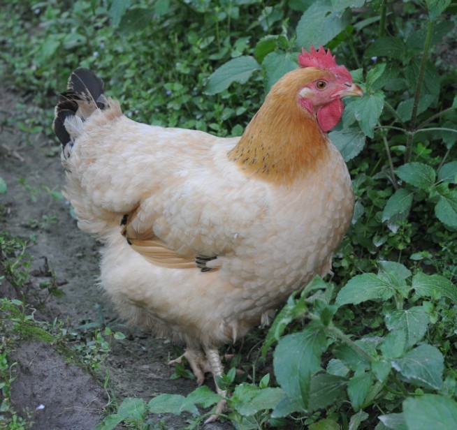 广西有名的三黄鸡散养土鸡蛋 营养价值高 一件代发 包邮