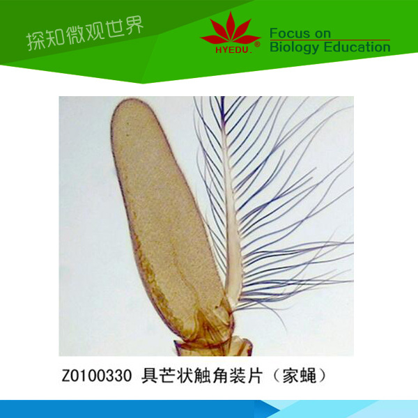 刚毛状触角装片(蜻蜓) 5.1元/片 丝状触角装片(蝗虫) 4.