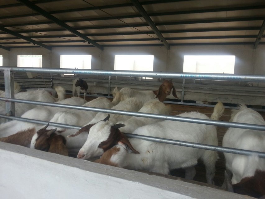 批发山羊肉 绵羊肉价格 量大免运输 羊腔子价格 羊酮体保证质量