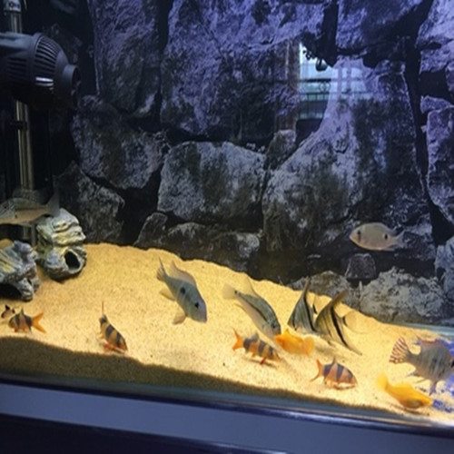 鱼缸底砂水族箱造景沙子黄金沙水草底砂鱼缸造景底砂河沙