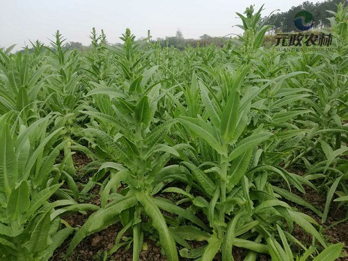 火锅食材供应|贡菜产地直供|元政山野菜