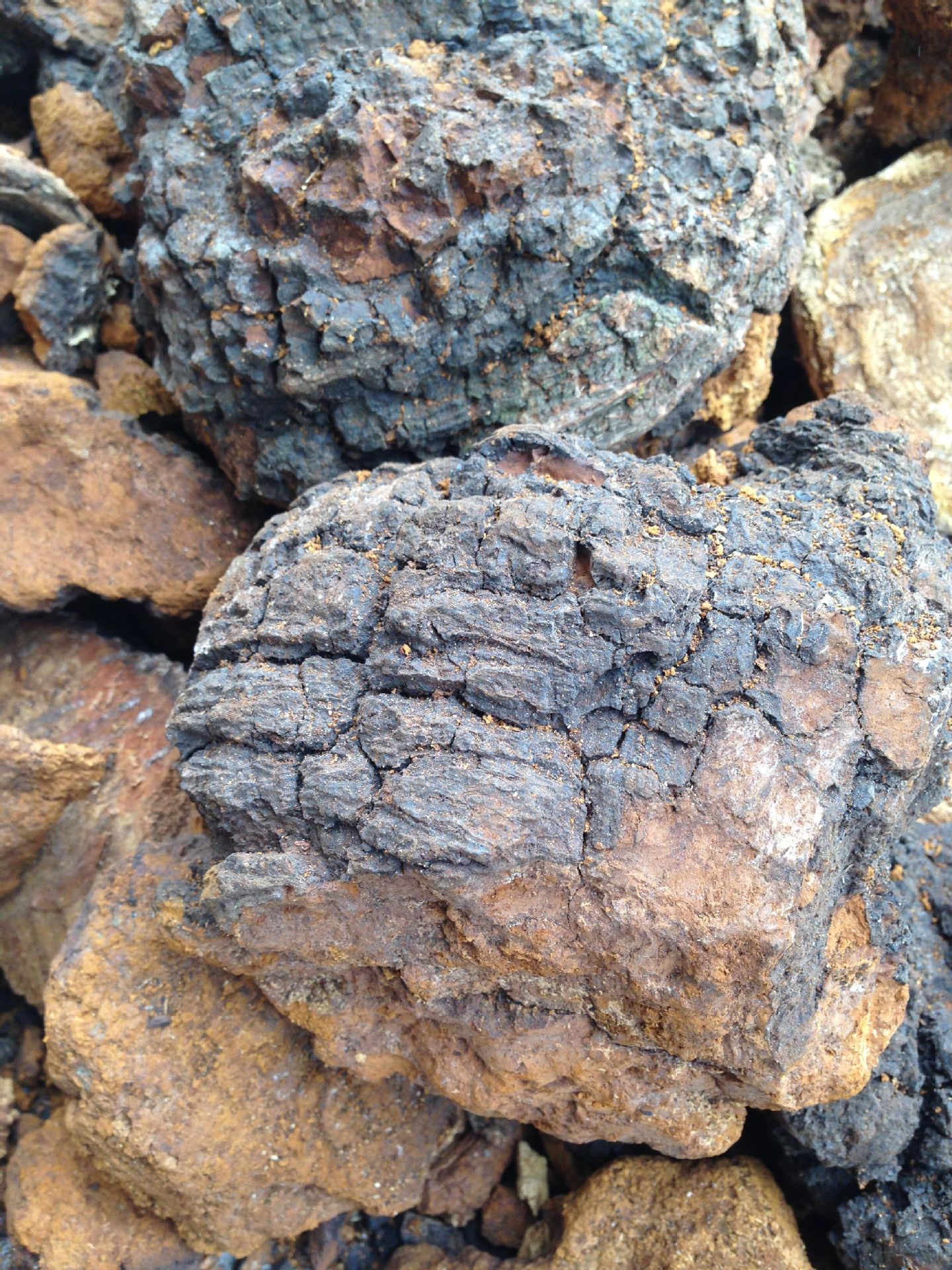 精选大个 野生桦褐孔菌 野生孔菌灵芝 白桦茸 桦褐灵芝 桦.