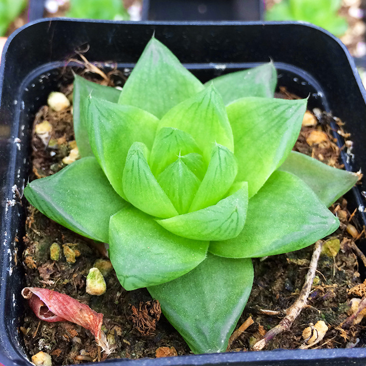 京之华 多肉植物 玉露 4-6cm 多肉植物批 多肉植物批发 肉肉