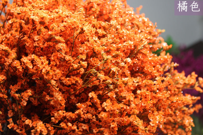 【彩色水晶草】 云南干花 基地直供 八色