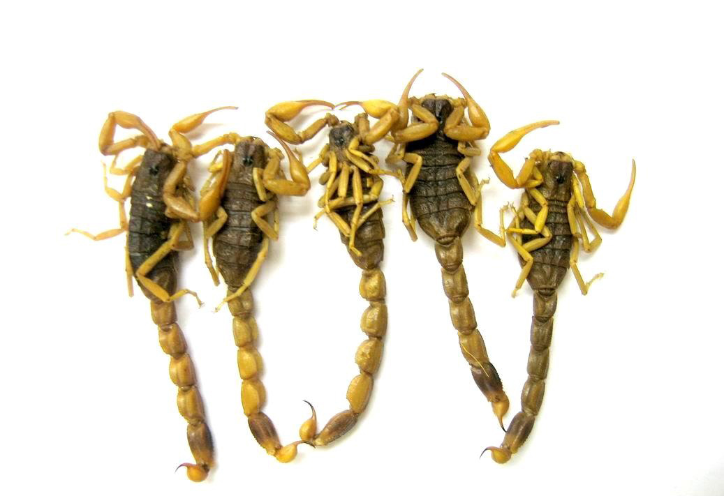 全蝎子的功效与作用(中药蝎子穿山甲的功效与作用) - 医采康姐