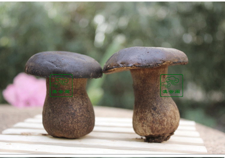 云南特产野菜野生菌 新鲜黑牛肝菌羊肚菌姬