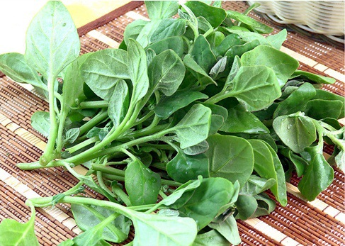 番杏种子新西兰菠菜种子 洋菠菜夏菠菜海滨篙苣保健蔬菜种子20克