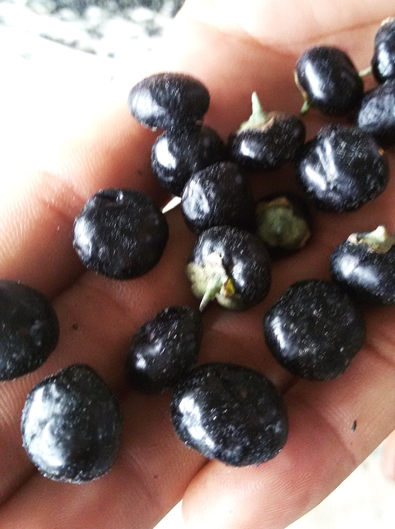 新疆野生 黑枸杞 精选精装新疆特产批发 二级野生干果泡茶-木托盘产业