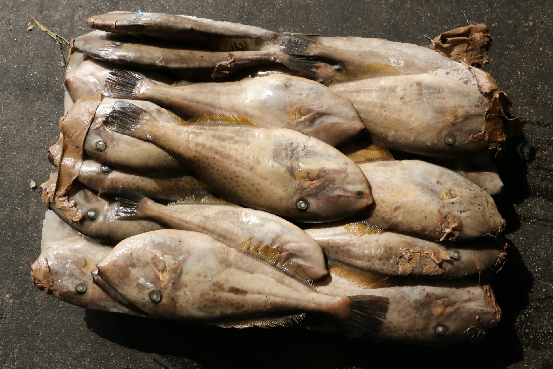 鱼秀才绿鳍马面鲀 威海粗加工水产品批发 海鲜价格咨询厂家