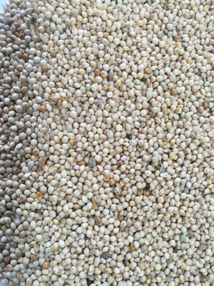 常年销售鸟食用白黍子脱米用白黍子