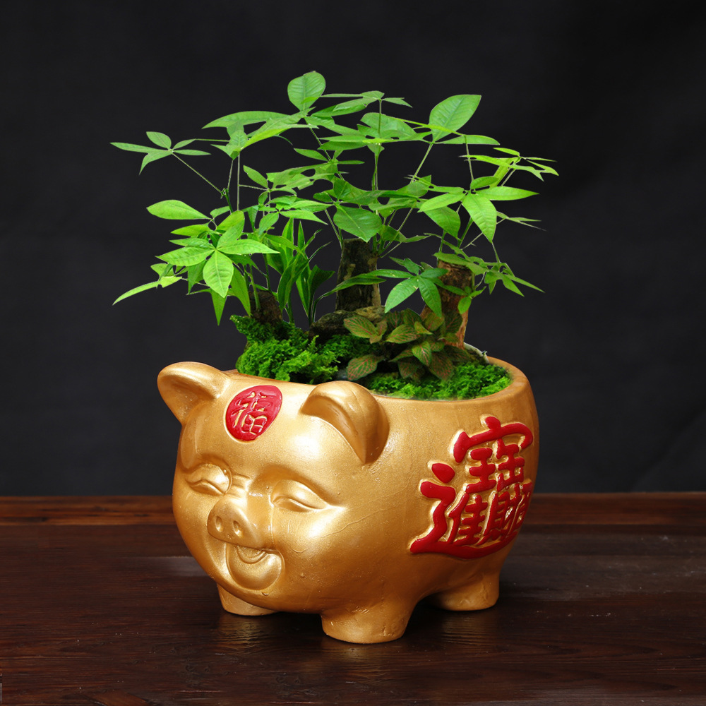 园林园艺盆景 金色招财 发财小金猪 多肉花盆 桌面小花盆摆饰5228